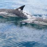 Common dolphins often forage in huge gangs for small fish, while pelicans and other birds attack the fish from the air. (Courtesy Photo | Bob Armstrong)