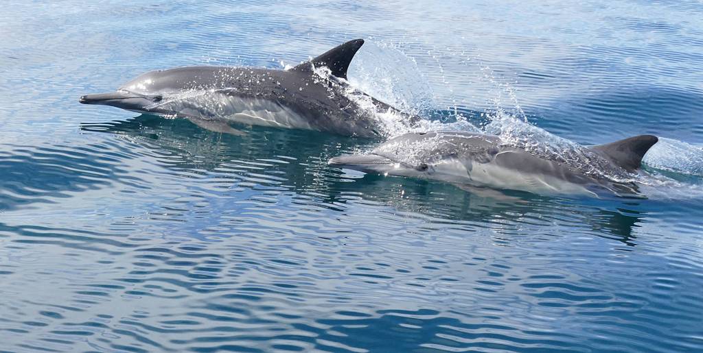 Common dolphins often forage in huge gangs for small fish, while pelicans and other birds attack the fish from the air. (Courtesy Photo | Bob Armstrong)