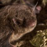 Bats, like the one pictured, are expected to be hibernating for the next couple of weeks. (Courtesy Photo | Alaska Department of Fish and Game)