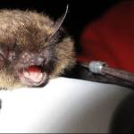 Little brown bats are found throughout Southeast Alaska. So far, none have been found with the deadly white-nose syndrome, but some bats were found with it in Western Washington in 2016. (Courtesy Photo | Alaska Department of Fish and Game)