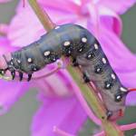 The colorful evolution of moths and butterflies