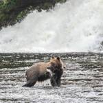 A Southeast bear snacks on salmon. (Courtesy Photo | Bear Creek Outfitters)
