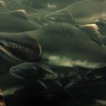 Pink salmon in Sitka, Alaska. (Courtesy Photo | Joe Serio)