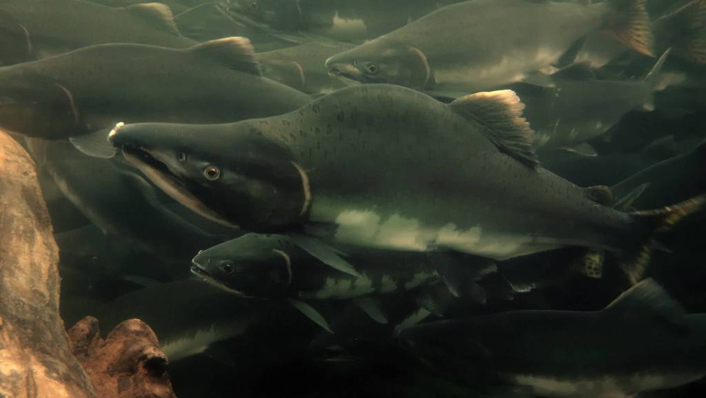 Pink salmon in Sitka, Alaska. (Courtesy Photo | Joe Serio)