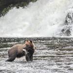 Southeast pink salmon forecast cause for concern