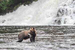 Southeast pink salmon forecast cause for concern