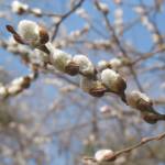 Pussy willows bloom on a branch. (Wikimedia Commons)
