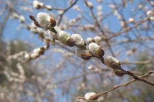 Signs of spring’s arrival all around Juneau