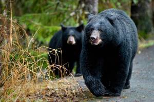 Now’s the time to be aware and prepare for bears