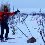Bob Gillis inspects a rock protruding from near the Iditarod trail near its halfway point in southwest Alaska. (Courtesy Photo | Ned Rozell)