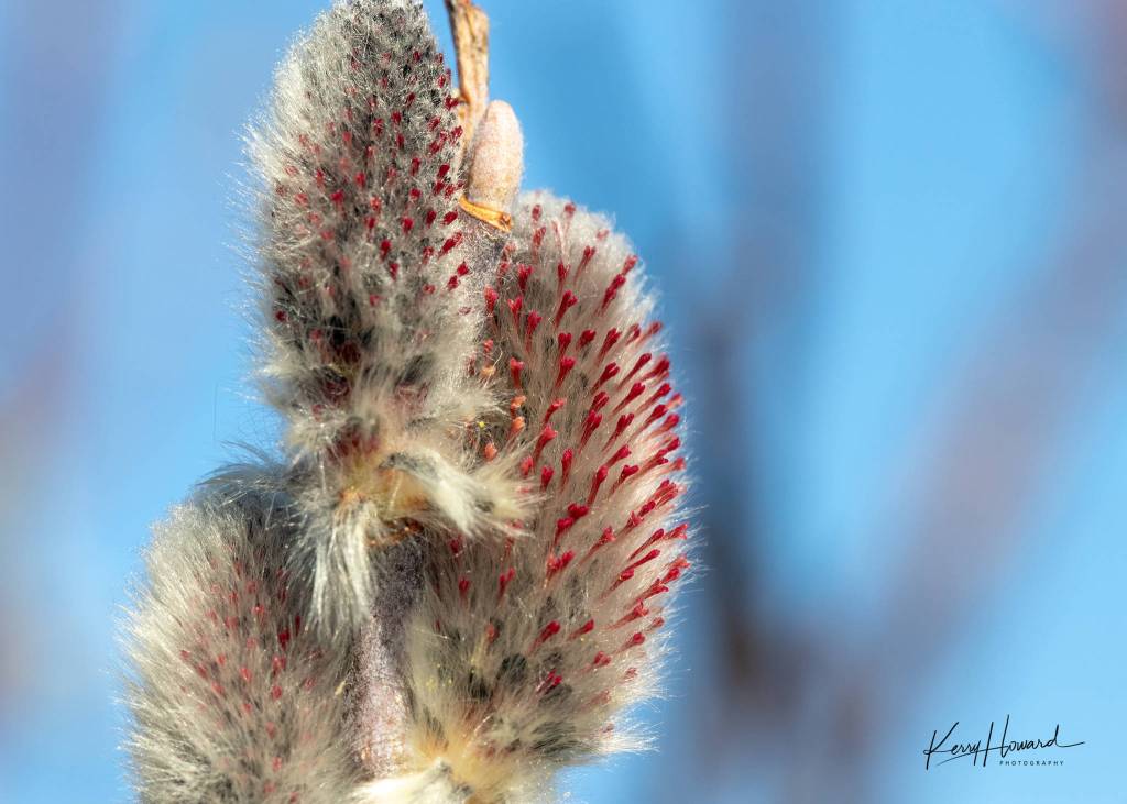 Pussy willows in bloom near the Mendenhall Glacier on March 29, 2019. (Courtesy Photo | Kerry Howard)