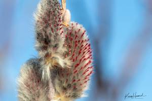 Wild Shots: Photos of Mother Nature in Alaska