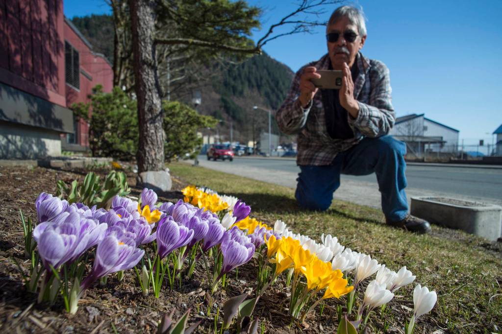 Frank Lee kneels to take a picture of crocuses in bloom outside of Centennhall Hall on Monday, March 25, 2019. The weather forecasts mostly sunny weather for the week with highs in 50s. (Michael Penn | Juneau Empire)