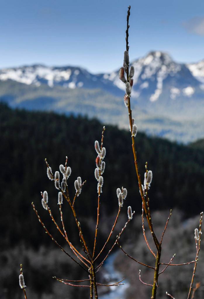 Springs harbingers, furry catkins of pussy willows open along Perseverance Trail on Tuesday, March 26, 2019. (Michael Penn | Juneau Empire)