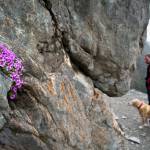 In this April 16, 2013 photo, Dr. Alan Gross and his dog, Sofie, pause near a patch of purple mountain saxifrage in bloom during their hike along the Perseverance Trail. (Michael Penn | Juneau Empire File)