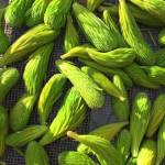 Spruce tips picked in Sitka. (Courtesy Photo | Vivian Mork Yeilk)