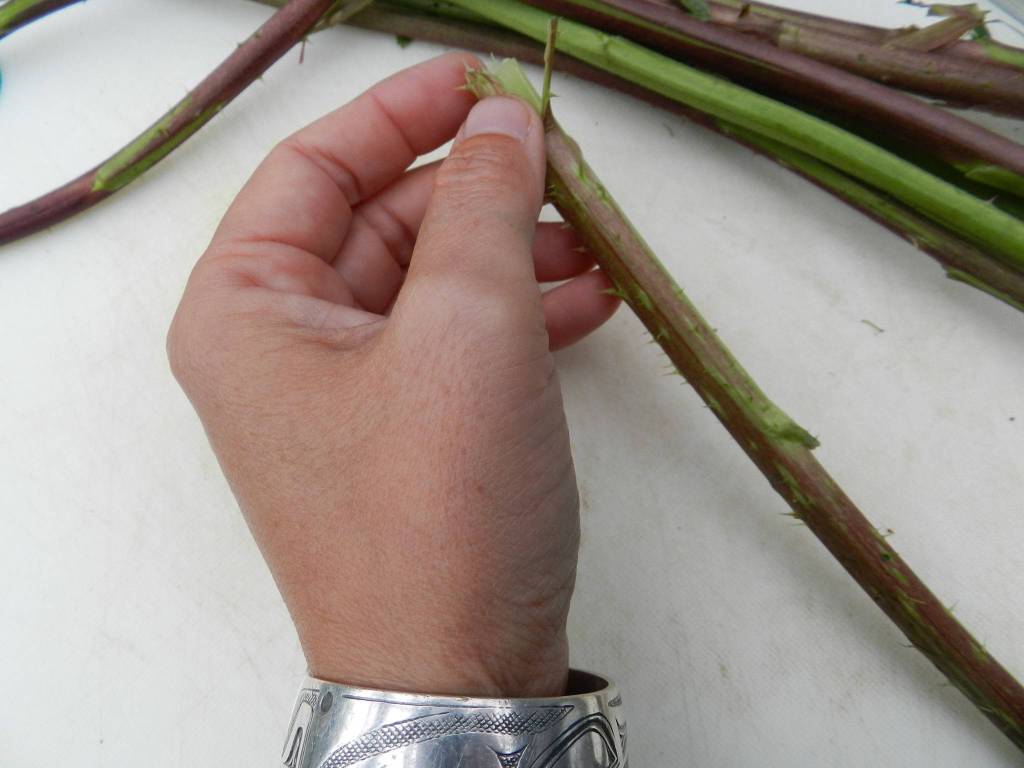 Vivian Mork Yeilk peels salmonberry shoots in Sitka. (Courtesy Photo | Vivian Mork Yeilk)