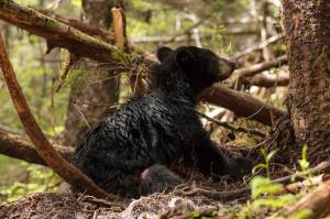 Opinion: Why you should care about this wildlife court case