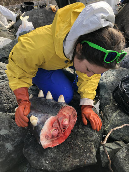 The team collected the whales teeth to determine age, blubber to check for contaminants, and a variety of tissue samples to enable future studies, and understand factors that contributed to the whales death. (Courtesy photo | Johanna Vollenweider, NOAA)