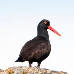 A black oystercatcher at Bridget Cove in Juneau. (Courtesy Photo | Kenneth Gill)