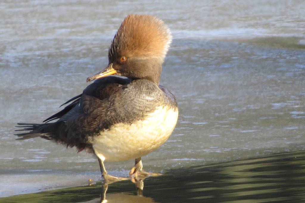A hooded merganser hen on the ice at Auke Lake in early April. (Courtesy Photo | Steve Hamilton)