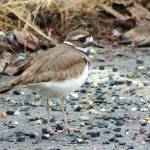 A killdeer along West Glacier Trail in Juneau on April 7, 2019. (Courtesy Photo | Linda Shaw)