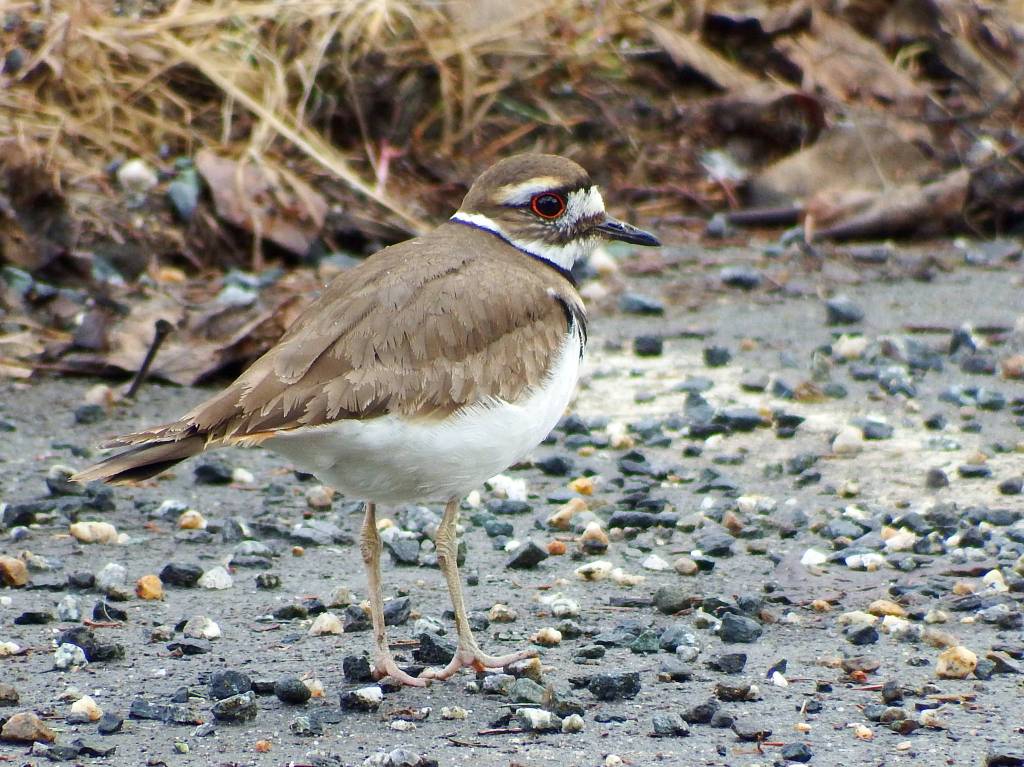 A killdeer along West Glacier Trail in Juneau on April 7, 2019. (Courtesy Photo | Linda Shaw)