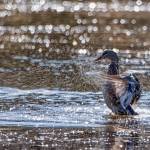 A mallard shower at Rotary Park in Juneau, Alaska on April 15, 2019. (Courtesy Photo | Kenneth Gill)