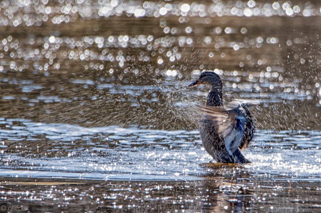 A mallard shower at Rotary Park in Juneau, Alaska on April 15, 2019. (Courtesy Photo | Kenneth Gill)