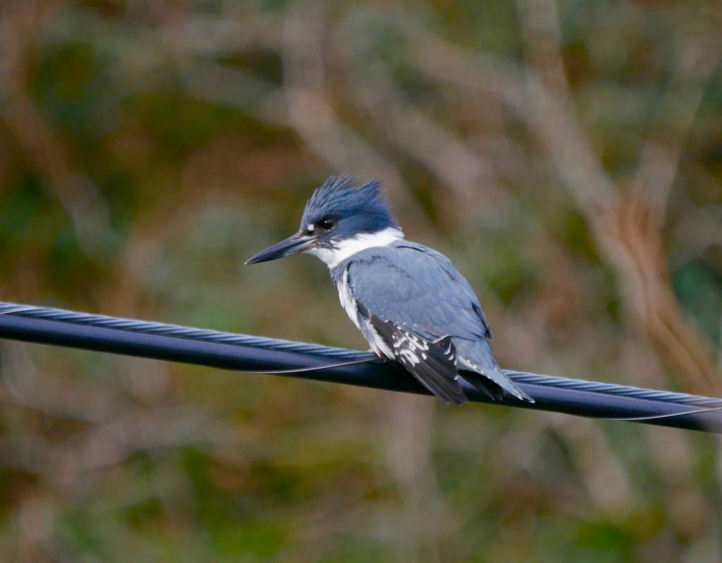 A belted kingfisher in Juneau. (Courtesy Photo | Janine Reep)