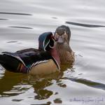 Wood ducks at Rotary Park in Juneau. (Courtesy Photo | Janice Gorle)
