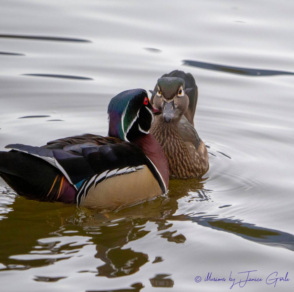 Wood ducks at Rotary Park in Juneau. (Courtesy Photo | Janice Gorle)