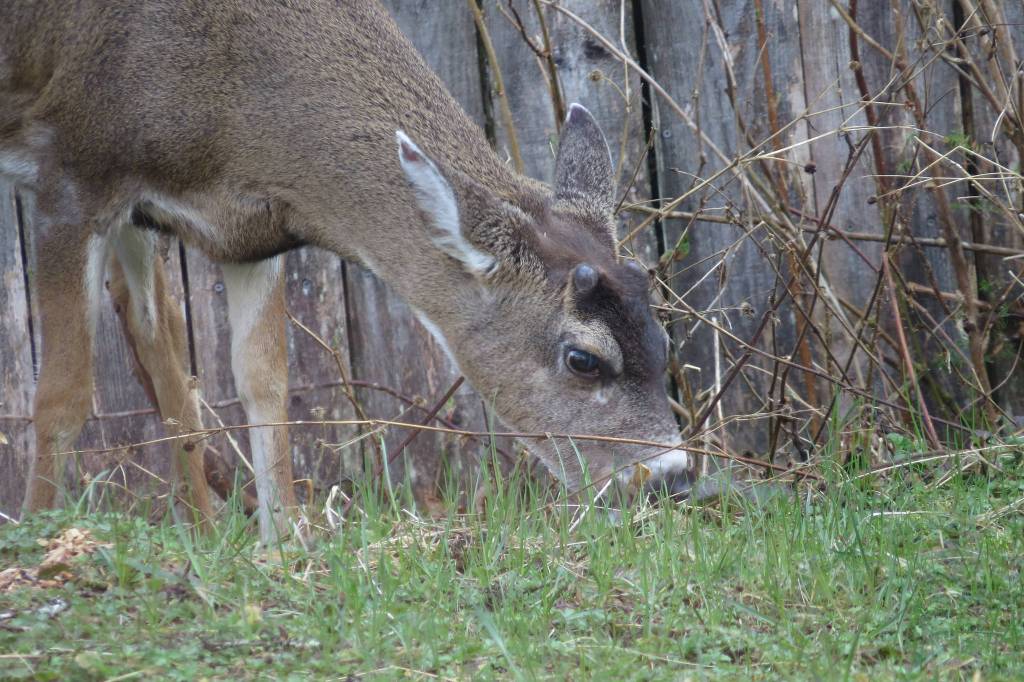A Sitka black-tailed buck grazes in a backyard in Juneau. (Courtesy Photo | Steve Hamilton)