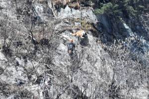 Rescuers rappel dog stranded on cliff to safety