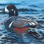 This painting of a harlequin duck by Thunder Mountain High Schools Alain Soltys-Gray won the 2019 Alaska Junior Duck Stamp Contest. (Courtesy art | U.S. Fish and Wildlife Service)