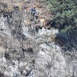 A rescuer rappels down Mount Juneau to get a stranded dog off a cliff above Perseverance Trail. (Michael Penn | Juneau Empire)