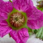 A salmonberry flower in Juneau on April 8, 2019. (Courtesy Photo | Kerry Howard)