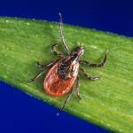 In this undated photo, a blacklegged tick, also known as a deer tick, rests on a plant. Non-native ticks, including some with significant veterinary and medical importance, are showing up in Alaska and health officials fear a warmer climate may allow them to become established. A collaborative project between the University of Alaska and state wildlife and veterinary officials is working to understand the risk of non-native ticks such as blacklegged ticks and pathogens they could carry. (U.S. Centers for Disease Control and Prevention)