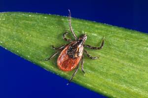 Tick, tick, tick: Alaska braces for invading parasites
