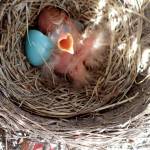 Sense of smell is important for birds, like these robin chicks. (Courtesy Photo | Ned Rozell)