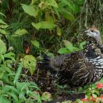Sense of smell is important for birds, like this spruce grouse. (Courtesy Photo | Ned Rozell)
