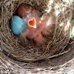 Birds large and small sniff their way through life