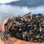 Dried popweed. (Courtesy Photo | Vivian Faith Prescott)