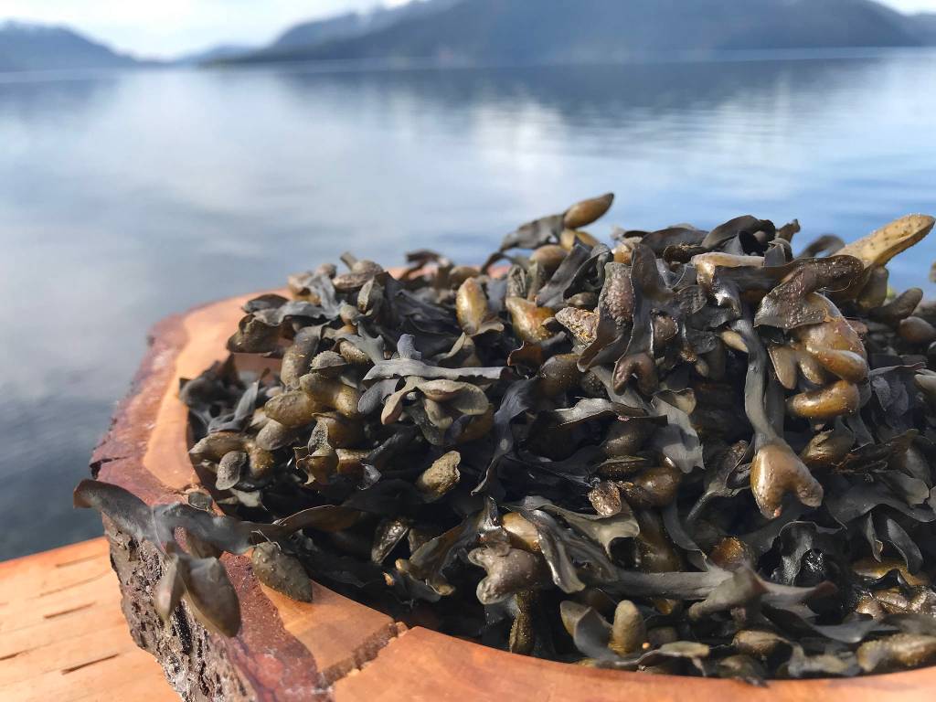 Dried popweed. (Courtesy Photo | Vivian Faith Prescott)