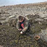Grandson Jonah harvests popweed. (Courtesy Photo | Vivian Faith Prescott)