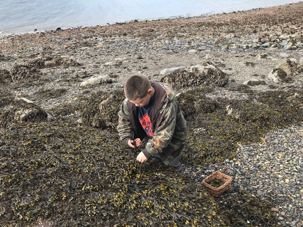Grandson Jonah harvests popweed. (Courtesy Photo | Vivian Faith Prescott)