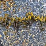 From left to right, popweed is arranged to show different harvesting stages one through four. The fifth stage is not shown. (Vivian Faith Prescott | For the Capital City Weekly)