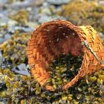 Popweed harvest and cedar basket. (Courtesy Photo | Vivian Faith Prescott)