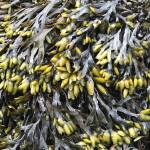 Popweed. (Courtesy Photo | Vivian Faith Prescott)