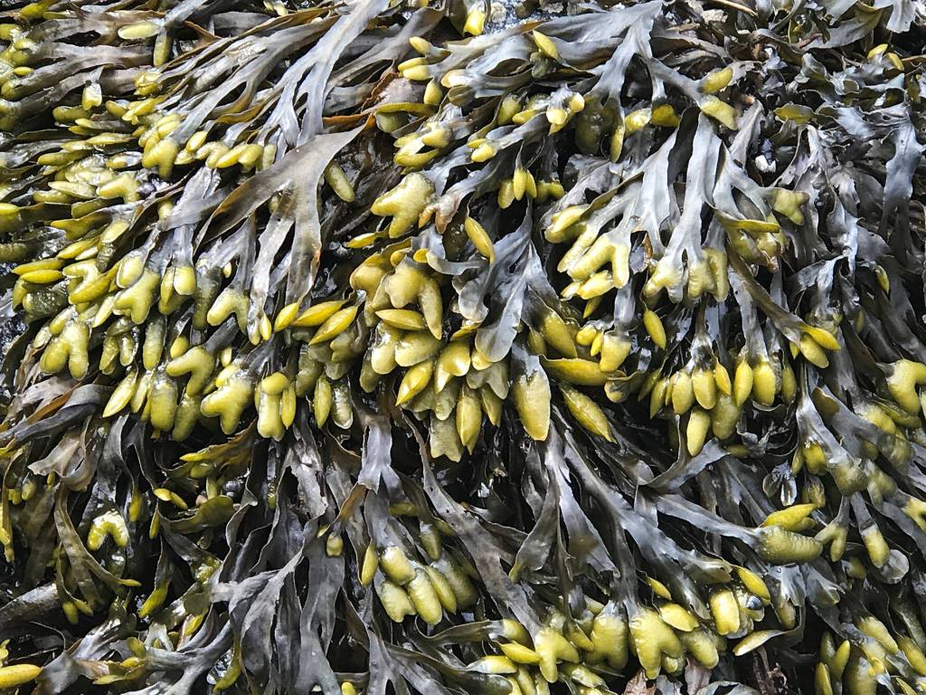 Popweed. (Courtesy Photo | Vivian Faith Prescott)